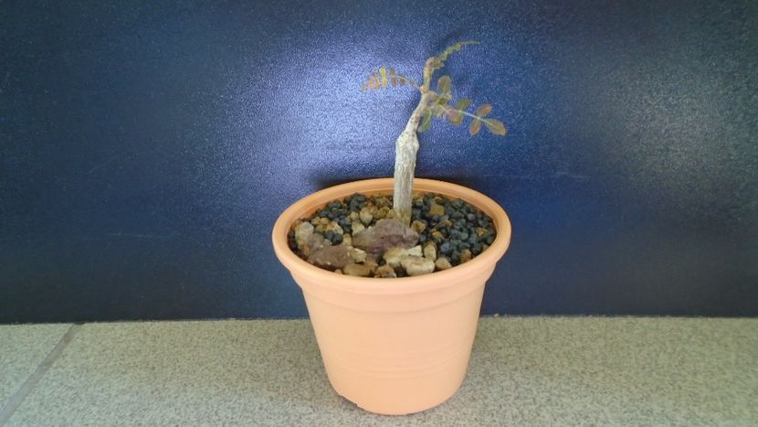 Boswellia neglecta, RM 565, Africa de Est - Caudiciforme - pachycaule si bulboase 2021