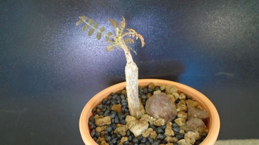 Boswellia neglecta, RM 565, Africa de Est - Caudiciforme - pachycaule si bulboase 2021