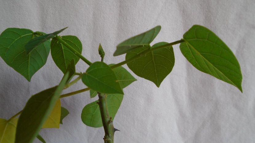 Culori de toamna - Caudiciforme - pachycaule si bulboase 2021