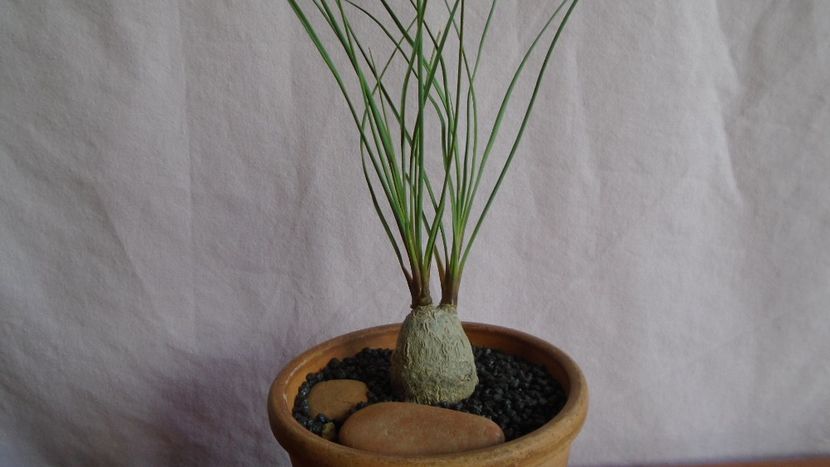 Calibanus hookerii - Caudiciforme - pachycaule si bulboase 2021