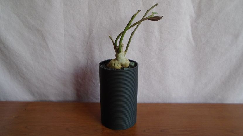 Monadenium rubellum (Euphorbia neorubella) - Caudiciforme - pachycaule si bulboase 2021