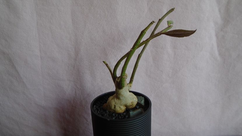 Monadenium rubellum (Euphorbia neorubella) - Caudiciforme - pachycaule si bulboase 2021