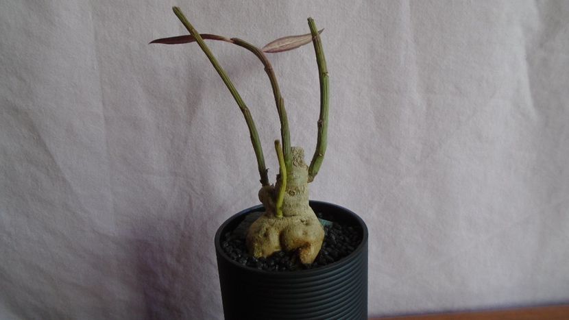 Monadenium rubellum (Euphorbia neorubella) - Caudiciforme - pachycaule si bulboase 2021