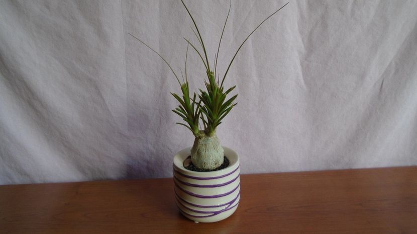 Beaucarnea recurvata - Caudiciforme - pachycaule si bulboase 2021