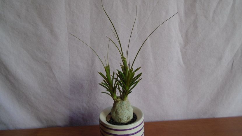Beaucarnea recurvata - Caudiciforme - pachycaule si bulboase 2021
