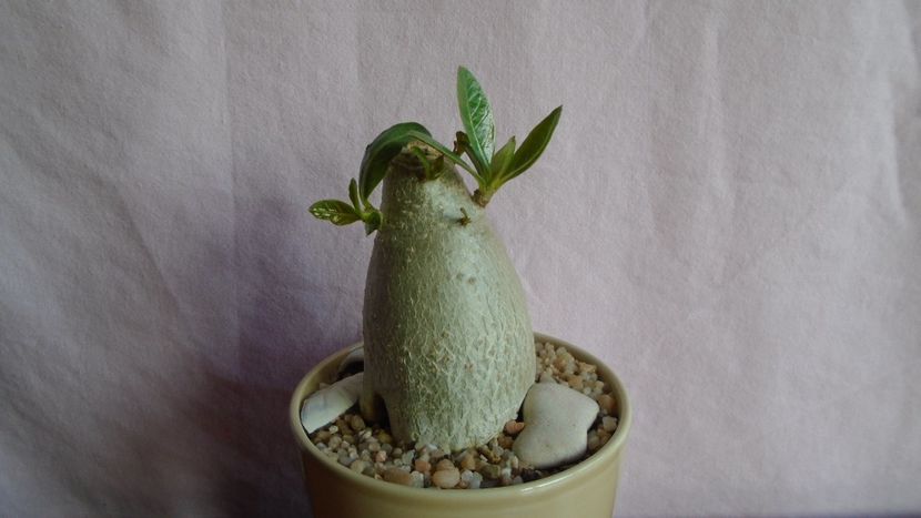 Adenium arabicum cv. Tiny Ding-Dong - Caudiciforme - pachycaule si bulboase 2021