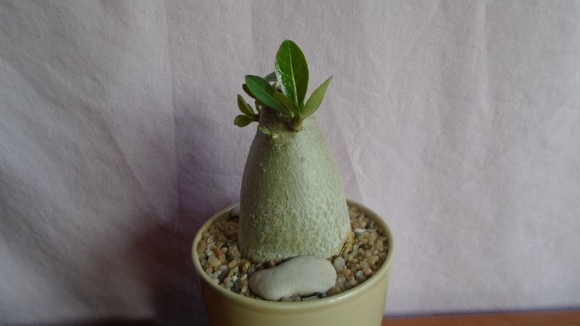 Adenium arabicum cv. Tiny Ding-Dong - Caudiciforme - pachycaule si bulboase 2021