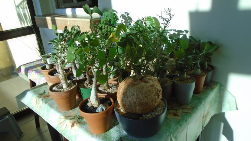 5 oct. 2021 - Sfarsit de sezon - Caudiciforme - pachycaule si bulboase 2021