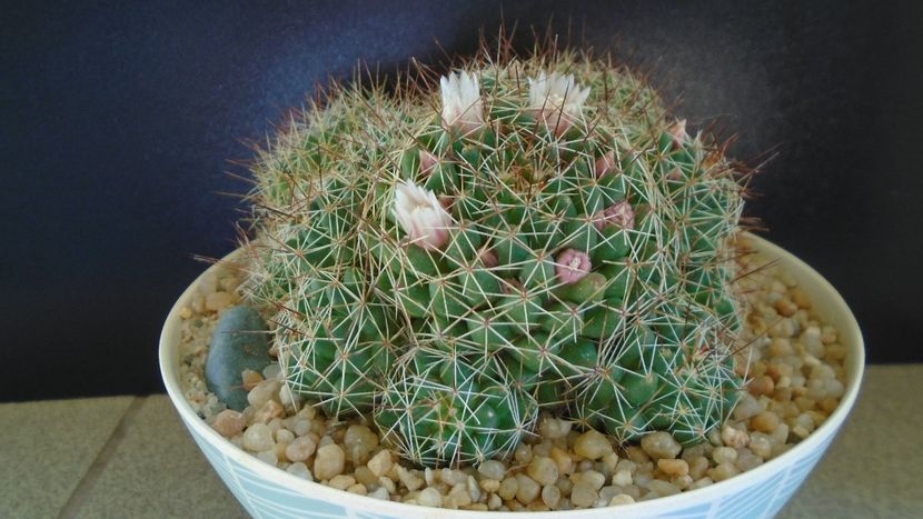 Mammillaria (Dolichothele) decipiens - Cactusi 2021 bis
