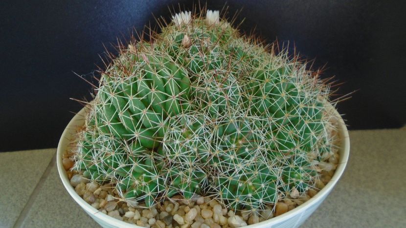 Mammillaria (Dolichothele) decipiens - Cactusi 2021 bis