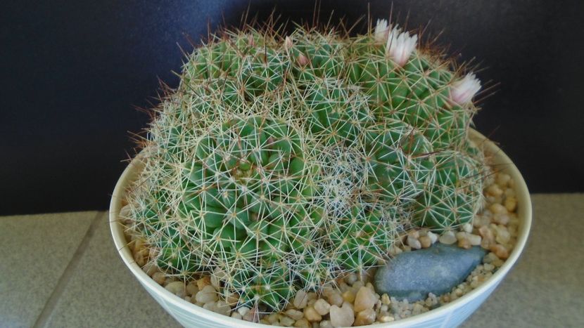 Mammillaria (Dolichothele) decipiens - Cactusi 2021 bis