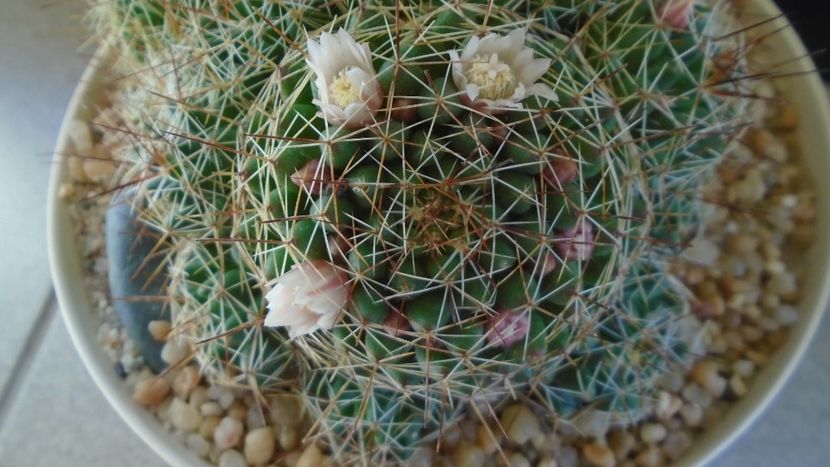 Mammillaria (Dolichothele) decipiens - Cactusi 2021 bis