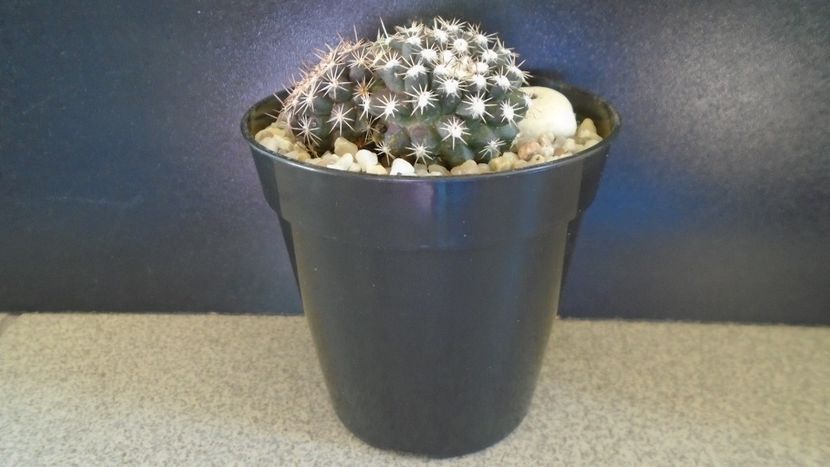 Mammillaria nivosa - originară din Caraibe - Cactusi 2021 bis