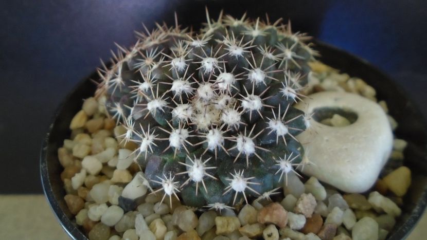 Mammillaria nivosa - originară din Caraibe - Cactusi 2021 bis