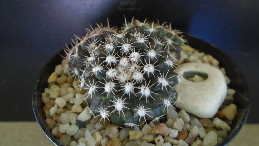 Mammillaria nivosa - originară din Caraibe - Cactusi 2021 bis