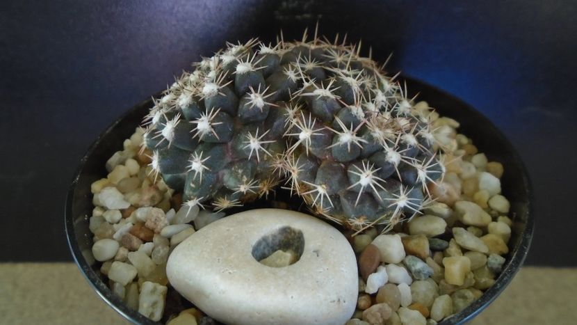 Mammillaria nivosa - originară din Caraibe - Cactusi 2021 bis