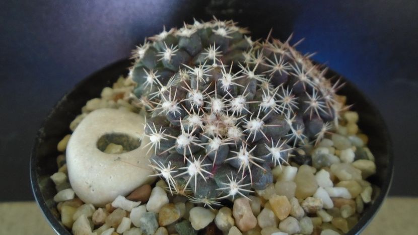 Mammillaria nivosa - originară din Caraibe - Cactusi 2021 bis