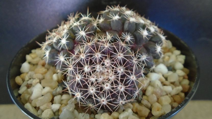 Mammillaria nivosa - originară din Caraibe - Cactusi 2021 bis