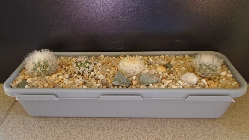 Grup de 5 Mammillaria - Cactusi 2021 bis