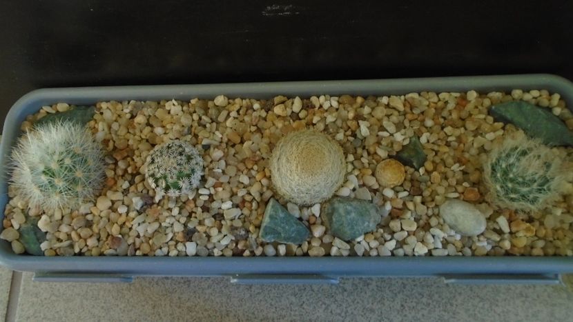 Grup de 5 Mammillaria - Cactusi 2021 bis