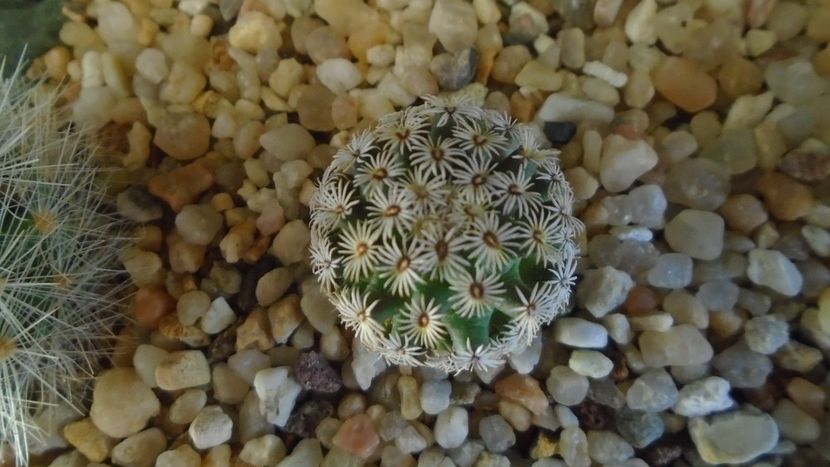 Mammillaria hernandezii (cryptocarpic, series Longiflorae) - Cactusi 2021 bis