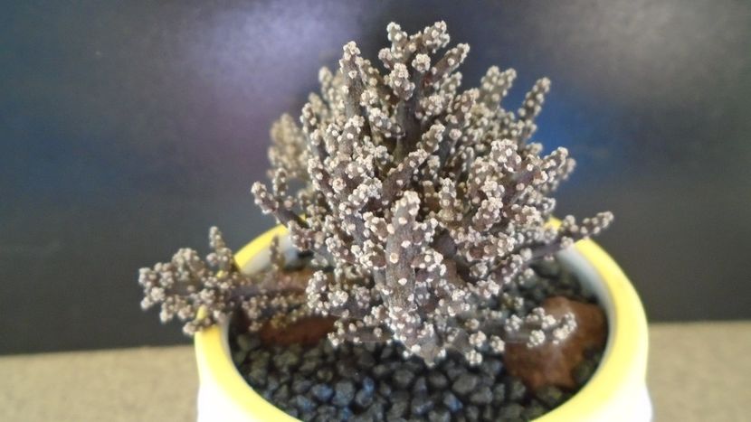 Pterocactus kuntzei - Cactusi 2021 bis