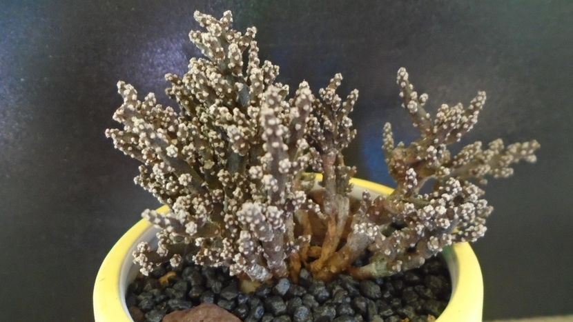 Pterocactus kuntzei - Cactusi 2021 bis