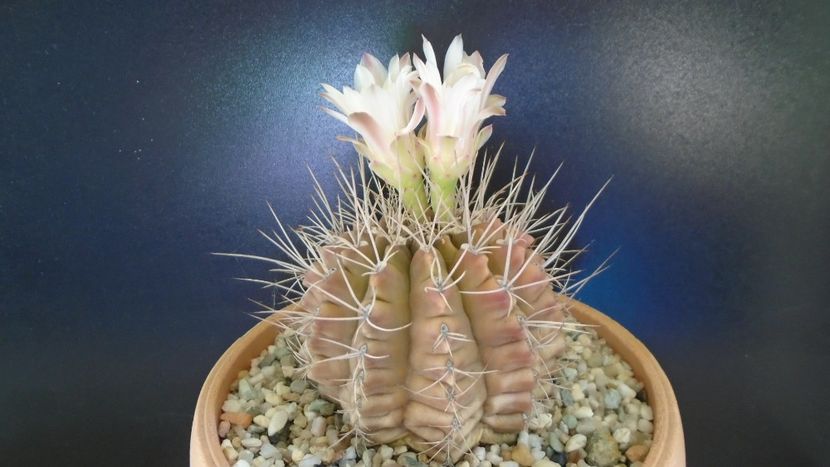Gymnocalycium mihanovichii - Cactusi 2021 Gymnocalycium