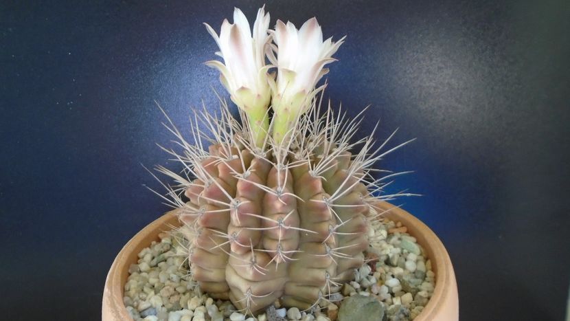Gymnocalycium mihanovichii - Cactusi 2021 Gymnocalycium