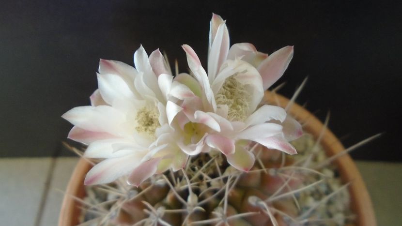 Gymnocalycium mihanovichii - Cactusi 2021 Gymnocalycium