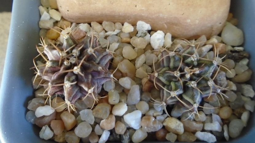 Gymnocalycium mihanovichii v. stenogonum (2 ex.) - Cactusi 2021 Gymnocalycium