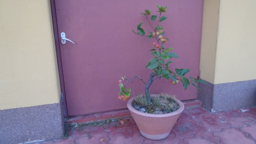 Sfarsit de septembrie 2021 - Bonsai si prebonsai 2020-2023