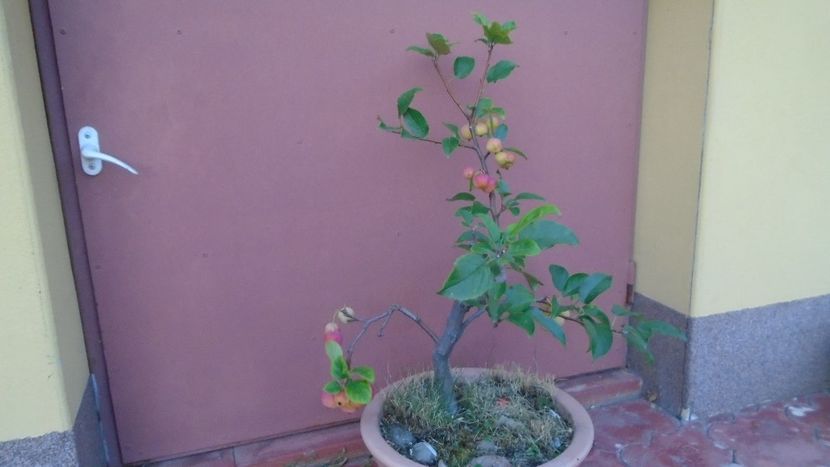 Sfarsit de septembrie 2021 - Bonsai si prebonsai 2020-2023