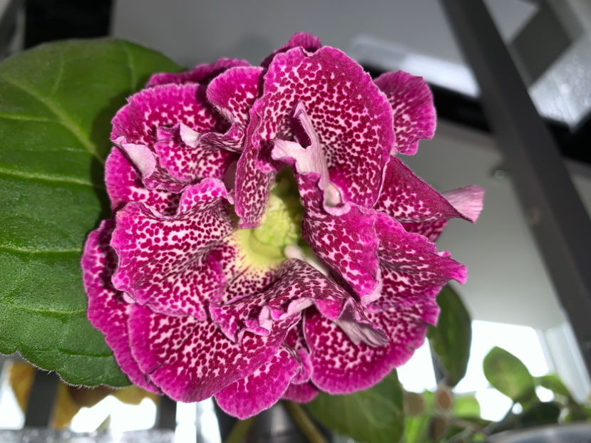  - Gloxinia 2021