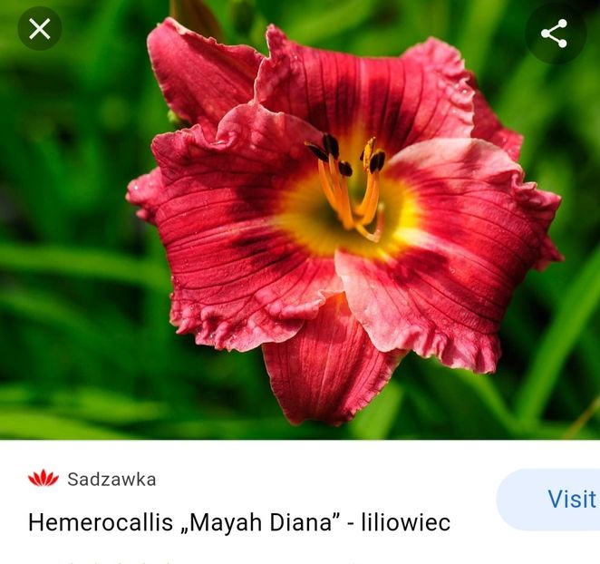  - Hemerocallis achiziții
