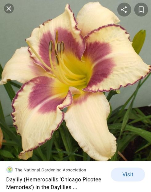  - Hemerocallis achiziții