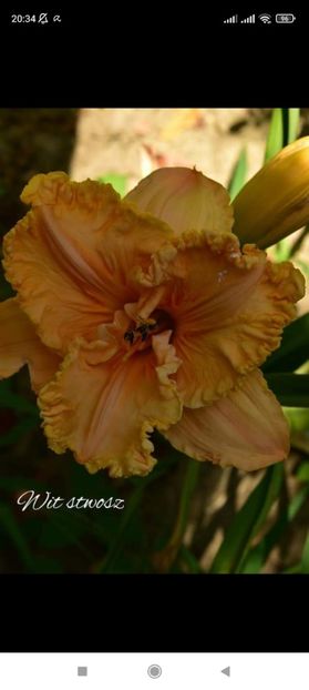Screenshot_2021-10-15-20-34-37-881_com.facebook.katana - Hemerocallis achiziții