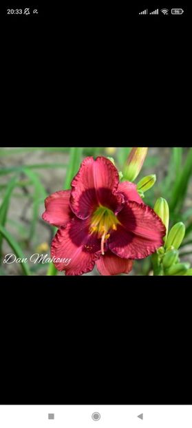 Screenshot_2021-10-15-20-33-21-940_com.facebook.katana - Hemerocallis achiziții