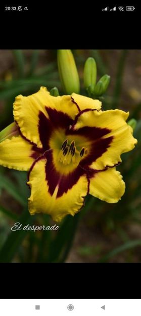 Screenshot_2021-10-15-20-33-11-404_com.facebook.katana - Hemerocallis achiziții
