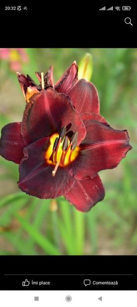 Screenshot_2021-10-15-20-32-43-565_com.facebook.katana - Hemerocallis achiziții