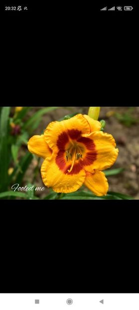 Screenshot_2021-10-15-20-32-33-467_com.facebook.katana - Hemerocallis achiziții