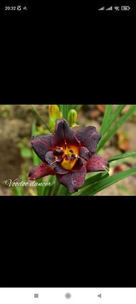 Screenshot_2021-10-15-20-32-19-140_com.facebook.katana - Hemerocallis achiziții