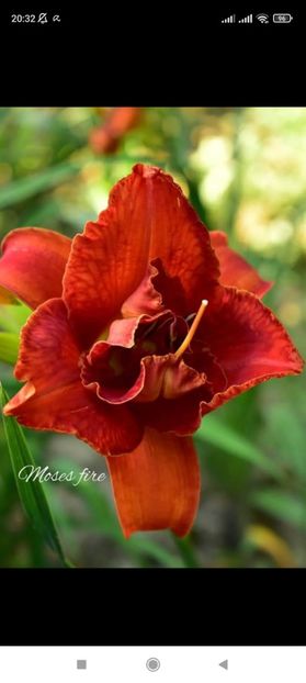 Screenshot_2021-10-15-20-32-12-072_com.facebook.katana - Hemerocallis achiziții