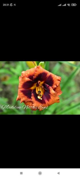 Screenshot_2021-10-15-20-31-54-534_com.facebook.katana - Hemerocallis achiziții