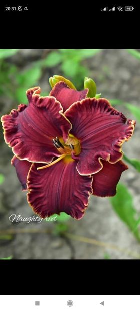 Screenshot_2021-10-15-20-31-47-922_com.facebook.katana - Hemerocallis achiziții