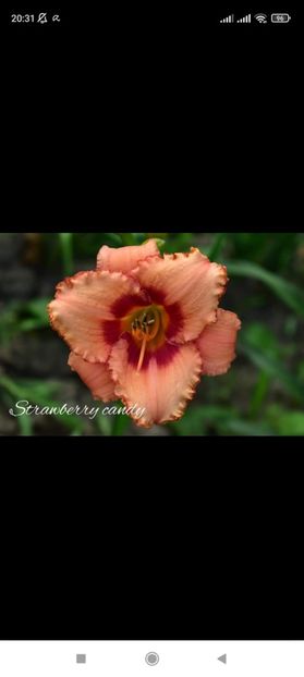 Screenshot_2021-10-15-20-31-14-065_com.facebook.katana - Hemerocallis achiziții