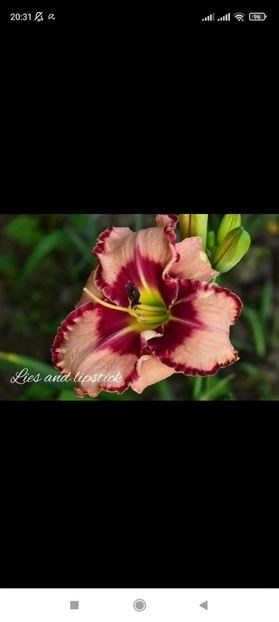 Screenshot_2021-10-15-20-31-06-070_com.facebook.katana - Hemerocallis achiziții