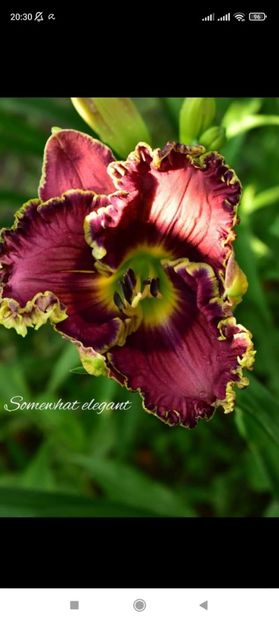 Screenshot_2021-10-15-20-30-46-042_com.facebook.katana - Hemerocallis achiziții