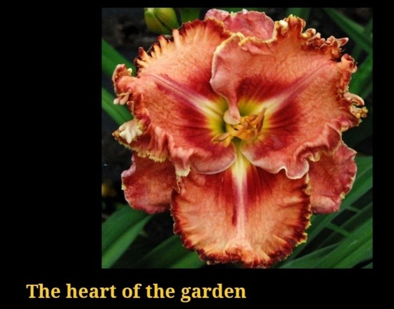  - Hemerocallis achiziții