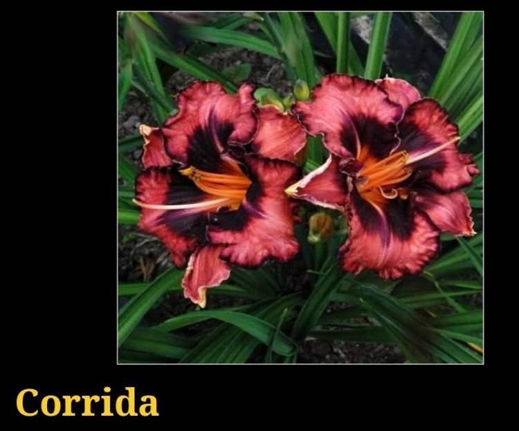  - Hemerocallis achiziții